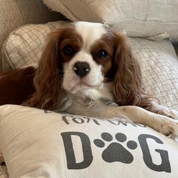 River - Cavalier King Charles Spaniel