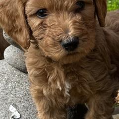 Mickey - Red  Goldendoodle puppy in Rancho Murieta, California from Caryn’s classy doodles
