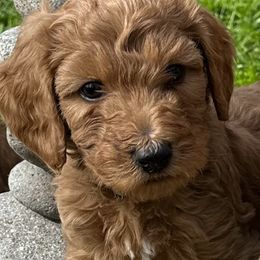 Mickey - Red  Goldendoodle puppy in Rancho Murieta, California from Caryn’s classy doodles