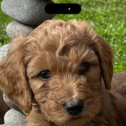 Mickey - Red  Goldendoodle puppy in Rancho Murieta, California from Caryn’s classy doodles