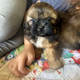 Diamond - Red male Shih Tzu puppy in Lakewood, Ohio from Purelyshihtzupups