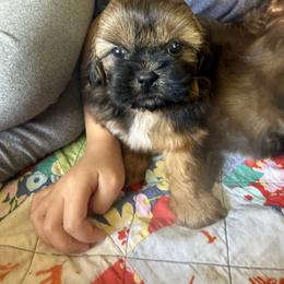 Diamond - Red male Shih Tzu puppy in Lakewood, Ohio from Purelyshihtzupups