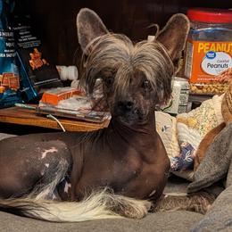 Louie Knuckles - Chinese Crested