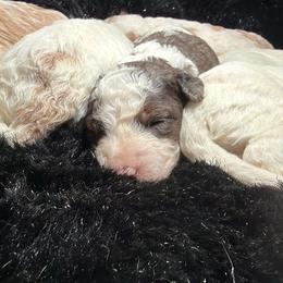 Boy 4 - Blue merle male Bernedoodle puppy in Cocoa, Florida from The Beach Doodles