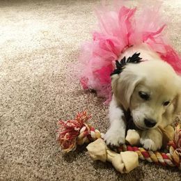 Golden Retriever Puppies from Montana Puppies