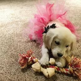 Golden Retriever Puppies from Montana Puppies