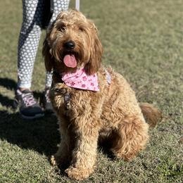 Goldie - Goldendoodle