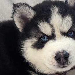 Boy 3 - Black and white Siberian Husky puppy in Carnegie/Pittsburgh, Pennsylvania from 3 Rivers Siberians(Richard's)