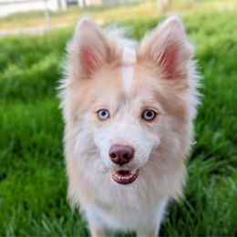 Hagrid - Pomsky