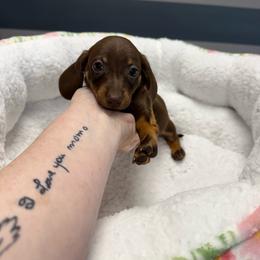 Hershey - Chocolate and tan female Dachshund puppy in Ozark, Alabama from The Southern Sasuage Co