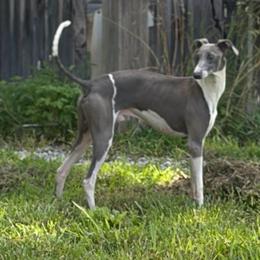 Caddo - Italian Greyhound