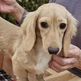 Carmella - Dachshund