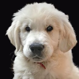 Golden Retriever Puppies from Dale Hollow Goldens