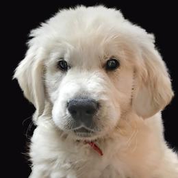 Golden Retriever Puppies from Dale Hollow Goldens