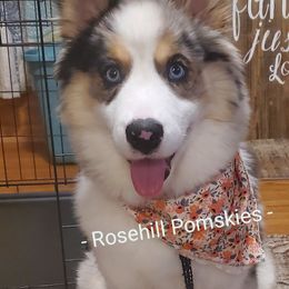 Pomsky Puppies from Rosehill Pomskies