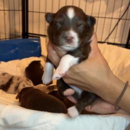 Pinot Noir - Red tri male Miniature Australian Shepherd puppy in Massapequa, New York from All That Auss Mini Aussies
