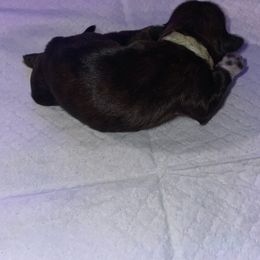 Eva - Black female Shih Tzu puppy in Pleasant Shade, Tennessee from Kuntry Tyme Shih Tzus