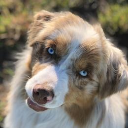 Oakley - Australian Shepherd