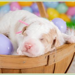 Sophia - Parti female Goldendoodle puppy in Connersville, Indiana from Deaz Doodle Ranch