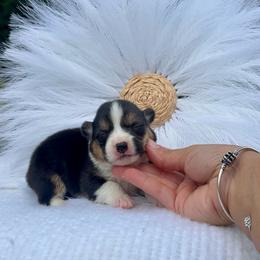 Wooly - Black and white male American Corgi puppy in Florida from Sunrise Corgis
