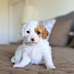 Patches - Blenheim female Cavapoo puppy in Kennewick, Washington from The Little Park Farm