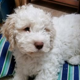 Lagotto Romagnolo Puppies from Lakeside Lagotto