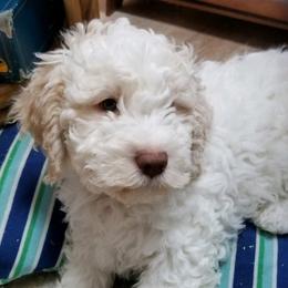 Lagotto Romagnolo Puppies from Lakeside Lagotto