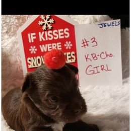 Not named - Liver female Yorkshire Terrier puppy in Marion Station, Maryland from Anna's Yorkie Treasures