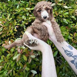Iris - Red  female Goldendoodle puppy in Calera, Alabama from Red Mountain Minis