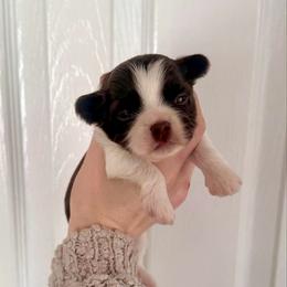 Boy 1 - Liver and white male Shih Tzu puppy in Stroud, Oklahoma from Laik’s Little Shihtz & Poms