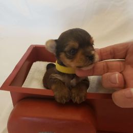 Sable Theo - Tan Yorkshire Terrier puppy in Corryton, Tennessee from Tindalls House Mtn Yorkies