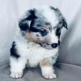 Girl 2 blue merle - Blue merle and white female American Corgi puppy in Huntington Beach, California from Gingerbread