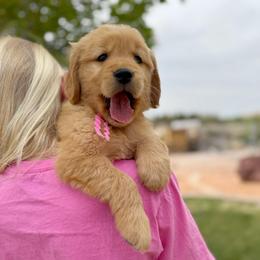 Miss Pink - Golden female Golden Retriever puppy in Las Vegas, Nevada from Leavitt Retrievers