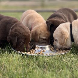 Labrador Retriever Puppies from Buena Vista Labradors