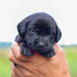 Pink Girl - Black female Labrador Retriever puppy in Linville, Virginia from Virginia Labradors