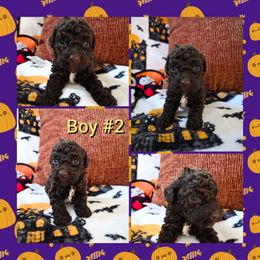 Boy 2 - Brown male Lagotto Romagnolo puppy in Chuckey, Tennessee from Willow Creek Kennels