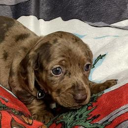 Dachshunds from Country Chapel Dachshunds