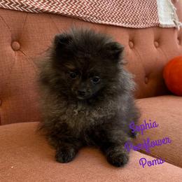 Sophia - Brindle female Pomeranian puppy in Macon, Georgia from Pomflower Pomeranians