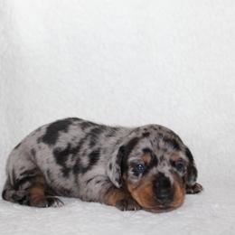 Malia - Dapple female Dachshund puppy in Fairfax, Iowa from Grayson’s Lovable Dachshunds