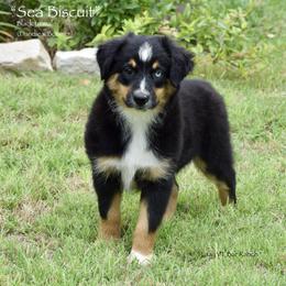 Sea Biscuit - Black tri male Miniature Australian Shepherd puppy in Evant, Texas from Lazy VT Bar Ranch