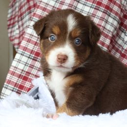 Yo-Yo, Red Tri Female - Red tri Miniature Australian Shepherd puppy in Ocala, Florida from Silver River Mini Aussies