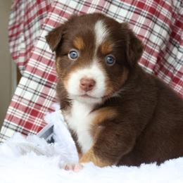 Yo-Yo, Red Tri Female - Red tri Miniature Australian Shepherd puppy in Ocala, Florida from Silver River Mini Aussies