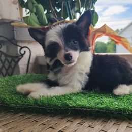 Ppm3 - Black and white male Chinese Crested puppy in New Castle, Pennsylvania from Long Rotts & Long Haul Cresteds