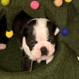 Luna AKC - Black brindle and white female Boston Terrier puppy in Imperial, Missouri from Boston Kup Breeders
