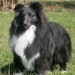 Lexy - Shetland Sheepdog