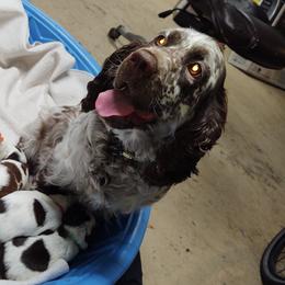 English Springer Spaniel Puppies from Erica Chapman