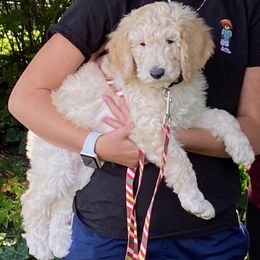 Goldendoodle and Poodle Puppies from Funny Farm Doodles