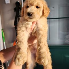 Goldendoodle Puppies from Deerbrook Goldendoodles