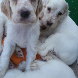 English Setter Puppies from Finlauson's Pet Care Center and Granite State Service Dogs