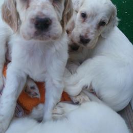 English Setter Puppies from Finlauson's Pet Care Center and Granite State Service Dogs